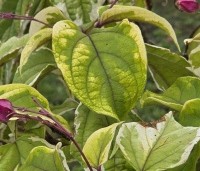 Clerodendrum trichotomum 'Variegatum' - Bontbladige pindakaasstruik - 2