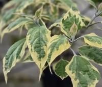 Clerodendrum trichotomum 'Variegatum' - Bontbladige pindakaasstruik - 5
