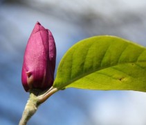 Magnolia 'Black Tulip'