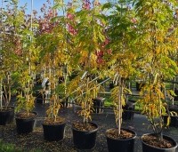 Gleditsia triacanthos 'Sunburst' - Valse christusdoorn - meerstam herfstkleuren