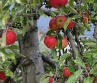 Malus domestica 'Elstar' - Appel Elstar - 7