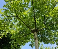Quercus palustris - Moeraseik - 4