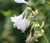 Ook de Hosta heeft sierlijke kelkbloemen