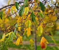 Malus toringo 'Brouwers Beauty' - Sierappel 'Brouwers Beauty' - 1