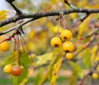 Malus toringo 'Brouwers Beauty' - Sierappel 'Brouwers Beauty' - 2