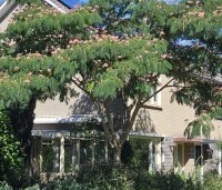 Albizia julibrissin - Perzische slaapboom - 1