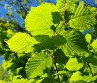 Corylus avellana - Gewone hazelaar - 1