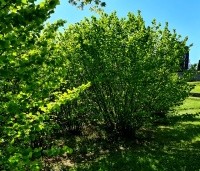 Corylus avellana - Gewone hazelaar - 2
