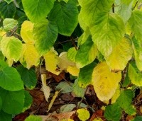 Hydrangea arborescens 'Annabelle'  - Amerikaanse Hortensia 'Annabelle' - herfstverkleuring