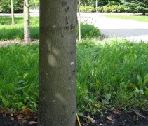 stam Tilia platyphyllos
