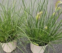 Pennisetum alopecuroides 'Hameln' - Lampenpoetsersgras 'Hameln' - 1