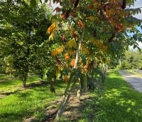 Rhus typhina - Fluweelboom - 2