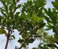 Arbutus unedo - Aardbeiboom - 1