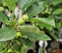 Malus 'Golden Hornet' - Sierappel 'Golden Hornet' - juni