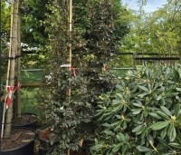 Fagus sylvatica 'Atropunicea' - Rode beuk - beveerde boom in pot