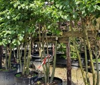 Alnus glutinosa - Zwarte Els - 2