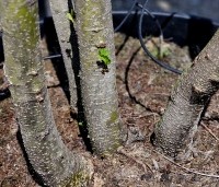 Alnus glutinosa - Zwarte Els - 3