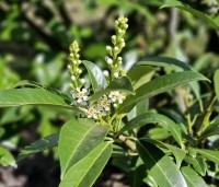 Prunus laurocerasus 'Caucasica' - Laurierkers - 1
