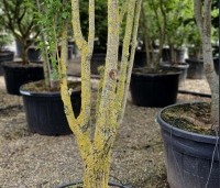 Koelreuteria paniculata 'Fastigiata' - Chinese Vernisboom zuilvorm - 1