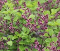 Syringa meyeri 'Palibin' - Dwergsering 'Palibin' - 4