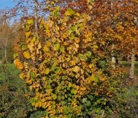 Corylus avellana - Gewone hazelaar - 2