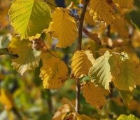 Corylus avellana - Gewone hazelaar - 1