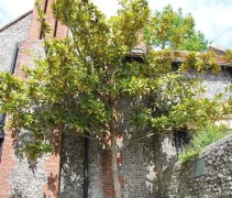 Magnolia Grandiflora