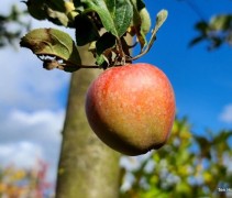Malus domestica 'Zoete Ermgaard'