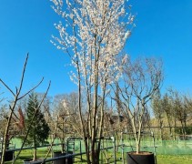 Prunus Pandora