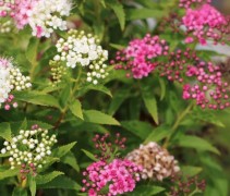 Spiraea japonica Genpei