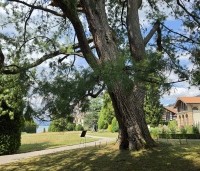 Pinus wallichiana - Tranenden - 8
