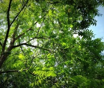Juglans Nigra