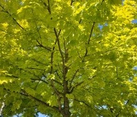 Acer plat. 'Princeton Gold' - Acer plat. 'Princeton Gold' - 2