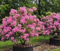 Rhododendron ponticum 'Roseum' - Bosrhododendron 'Roseum' - 1