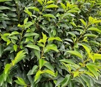 Gemengde hagen - Gemengde hagen - Prunus lusitanica 'Angustifolia'