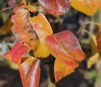 Pyrus com. 'Beurre Hardy' - Pyrus com. 'Beurre Hardy' - HERFST