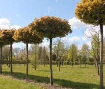 Acer plat Globosum