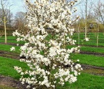 Magnolia stellata in maart