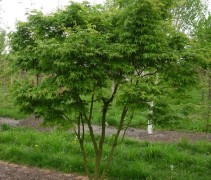 meerstammige Acer palmatum 