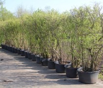 Vaccinium Goldtraube volwassen blauwe bes in container