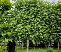 Liquidambar styraciflua 'Worplesdon' - Amberboom - 2