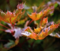 Acer Crimson Sentry blad