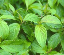 Cornus Kelseyi