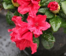 Dwerg Rododendron 'Scarlet Wonder' met rode bloemen