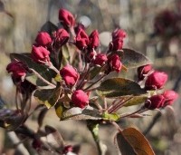 Malus 'Profusion' - Sierappel - 1