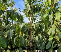 Asimina triloba - Pawpaw - oktober