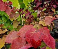 Cercis canadensis 'Eternal Flame' - Amerikaanse Judasboom 'Eternal Flame' - 2