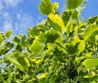 Liriodendron tulipifera 'Aureomarginatum' - Tulpenboom 'Aureomarginatum' - 1