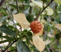 Cornus kousa 'Wieting's Select' - Japanse grootbloemige kornoelje 'Wieting's Select' - 4