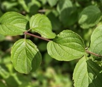 Cornus sanguinea - Rode kornoelje - 2